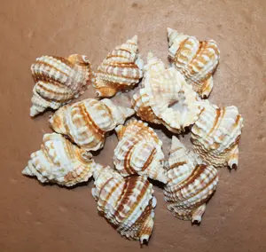 10-DISTORSIO SEASHELLS,Small,Mosaics,Beach art,Craft Supply,All Occasion Gifts,Teachers Aid,SS-552