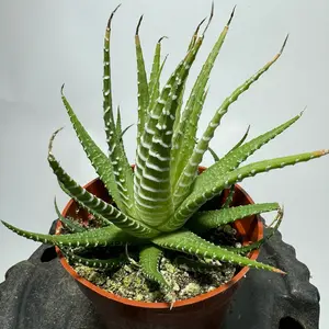 Haworthia Zebra Variegated 4 inch pot plant
