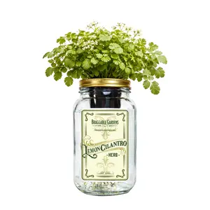 Lemon Cilantro Indoor Herb Garden Kit – Mason Jar Hydroponic Grow Kit – Windowsill Countertop Herb Planter – Grow Fresh Cilantro Indoors