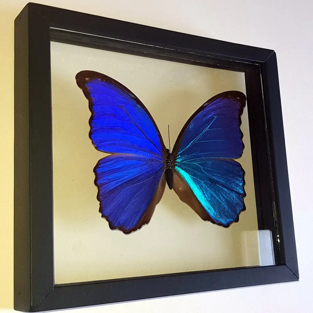 Blue Morpho Butterfly Framed A+ Quality Blue Morpho Butterfly Framed A+ Quality