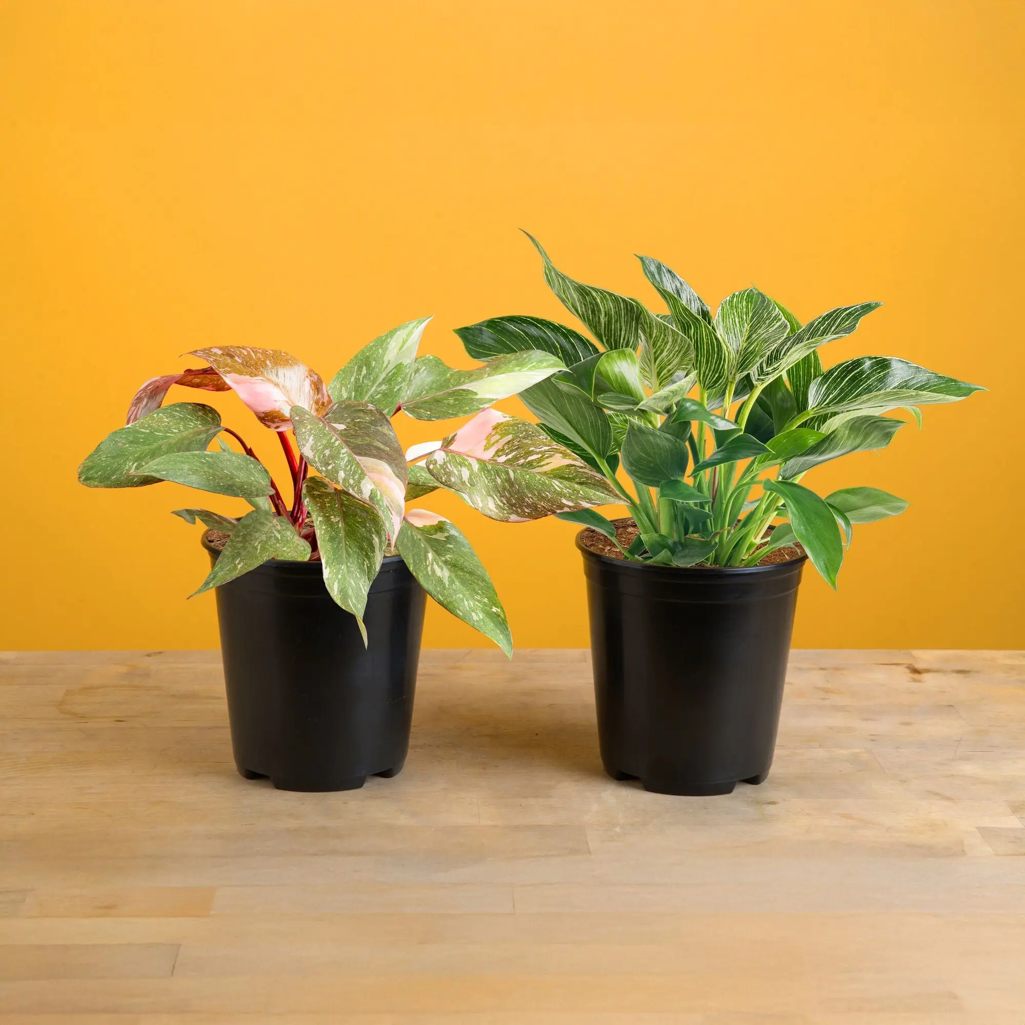 Philodendron Birkin and Philodendron Pink Princess Bundle | medium