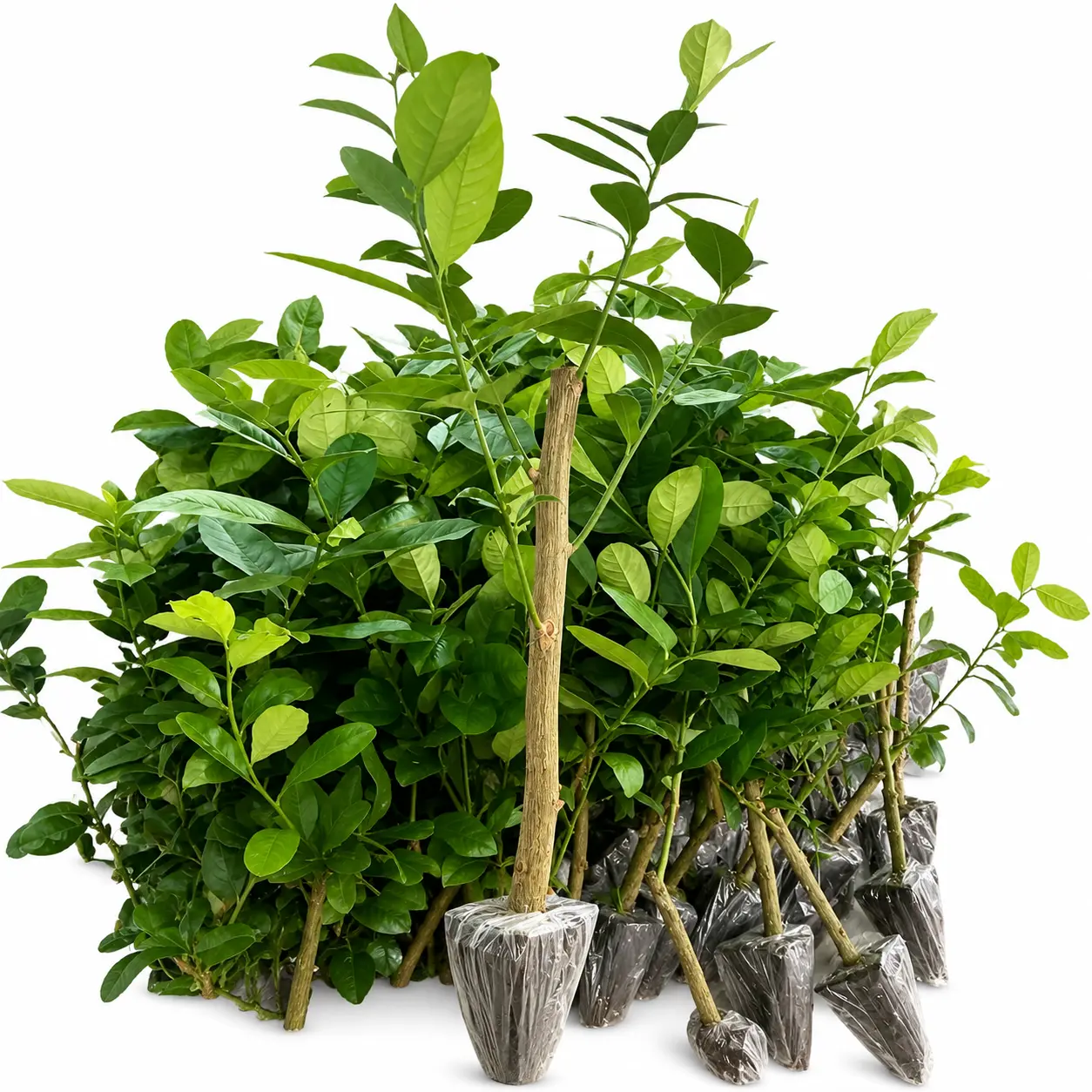 Low-Maintenance Fruit Live Lemon Tree Starter Plant - Bare Root Seedling for Home Garden, Indoor Use