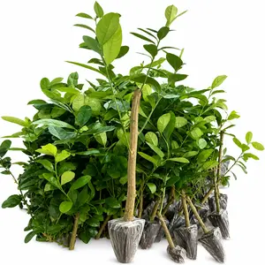 Low-Maintenance Fruit Live Lemon Tree Starter Plant - Bare Root Seedling for Home Garden, Indoor Use