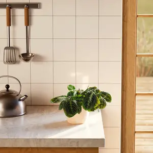 Maranta Red Prayer Plant