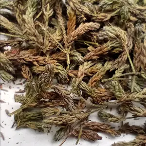 Brazilian Vervain 1 oz - Dry Plant Material as Described