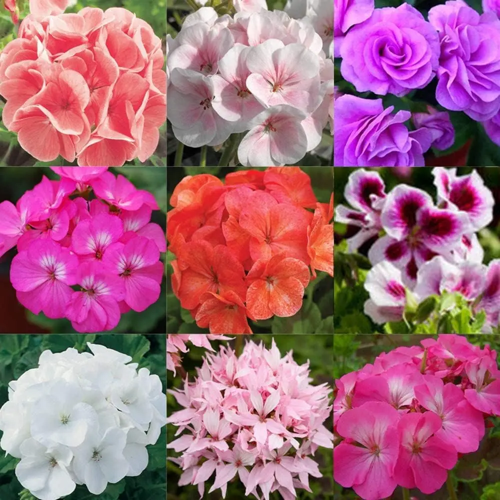 20+ Mixed Geranium Flower Seeds Plant Perennial Bloom Flower Garden Home -  TikTok Shop