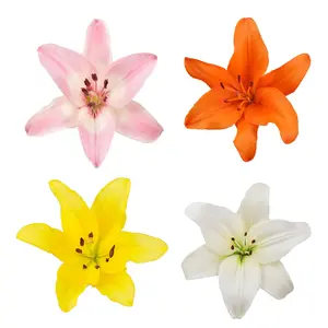 Assorted L.A Hybrid Lilies