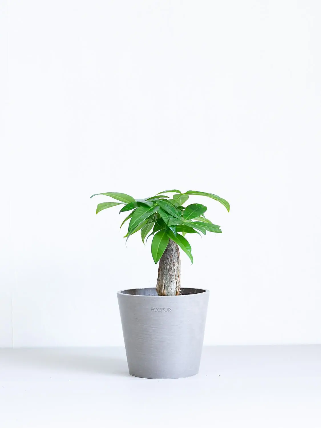 Live Pachira Aquatica Money Tree Plant - Easy-Care Indoor Bonsai Tree for Home & Office Decor, All-Seasons Garden Supplies Houseplant, Bonsai Trees