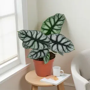 RZ-04   Alocasia Silver Dragon 4 Inch Live Plant, Compact Tropical Foliage Houseplant, Silver Textured Leaf Alocasia Indoor Plant for Home Decor, Beginner Friendly Indoor Plant, Home Office Desk Green Plant rare collector garden