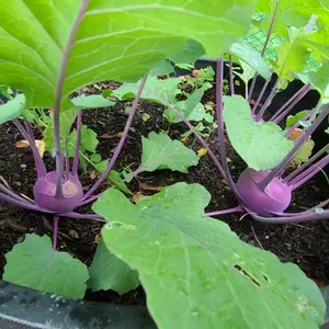 Purple Vienna Kohlrabi (Brassica oleracea var. gongylodes 'Purple Vienna') Organic Seeds – Crisp Mild Bulbs, Cool-Season Heirloom Vegetable