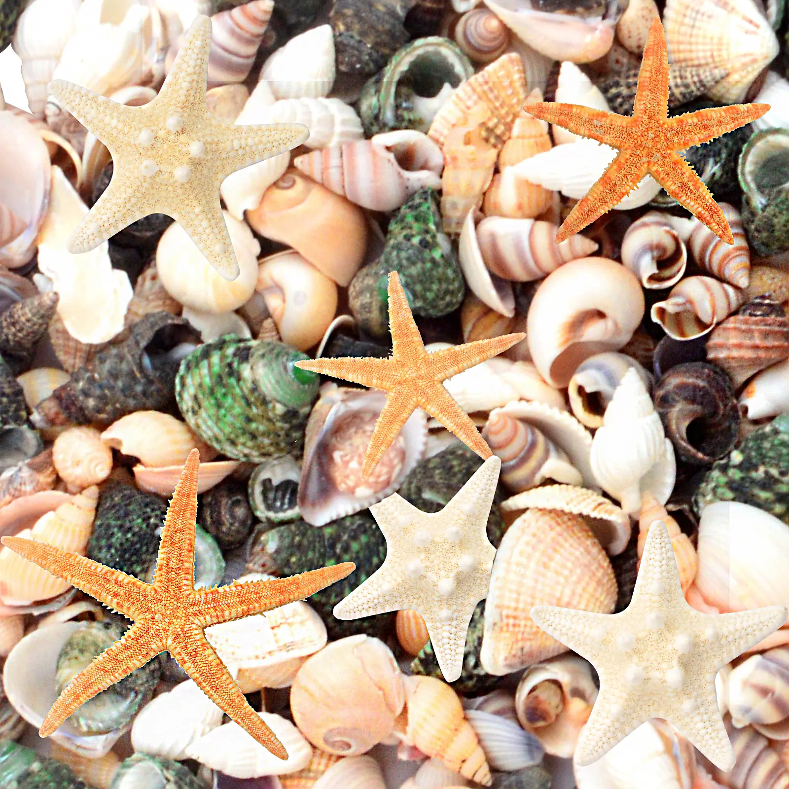 200g Mixed Mini Shell Sea Snail Conchs and 10pcs Natural Starfish Finger Starfish Seashell Bulk Fish Tank Ornaments for Beach Theme Wedding Christmas Party Home Decorations Crafts