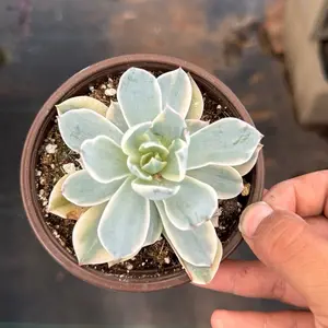 Echeveria Variegated Subsessilis 4 inch pot