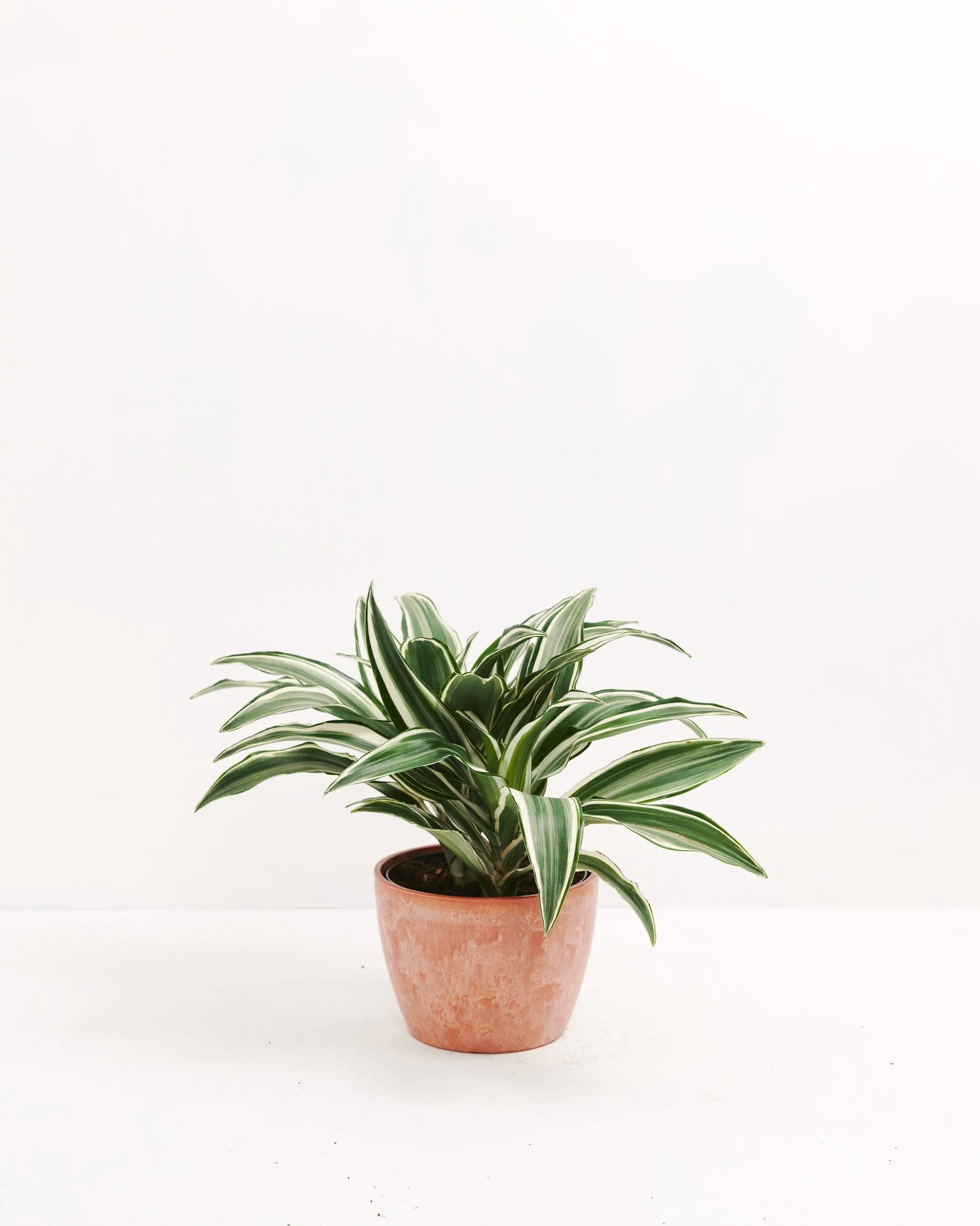 White Striped Dracaena (Dragon Tree)