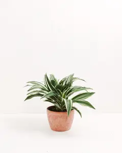 White Striped Dracaena (Dragon Tree)