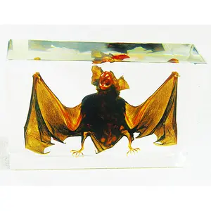 Real Bat Horseshoe Bat In Resin Real Nature Gift
