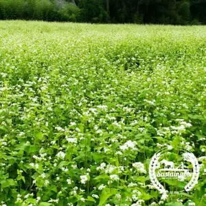 Buckwheat - Organic - Cover Crop Seeds