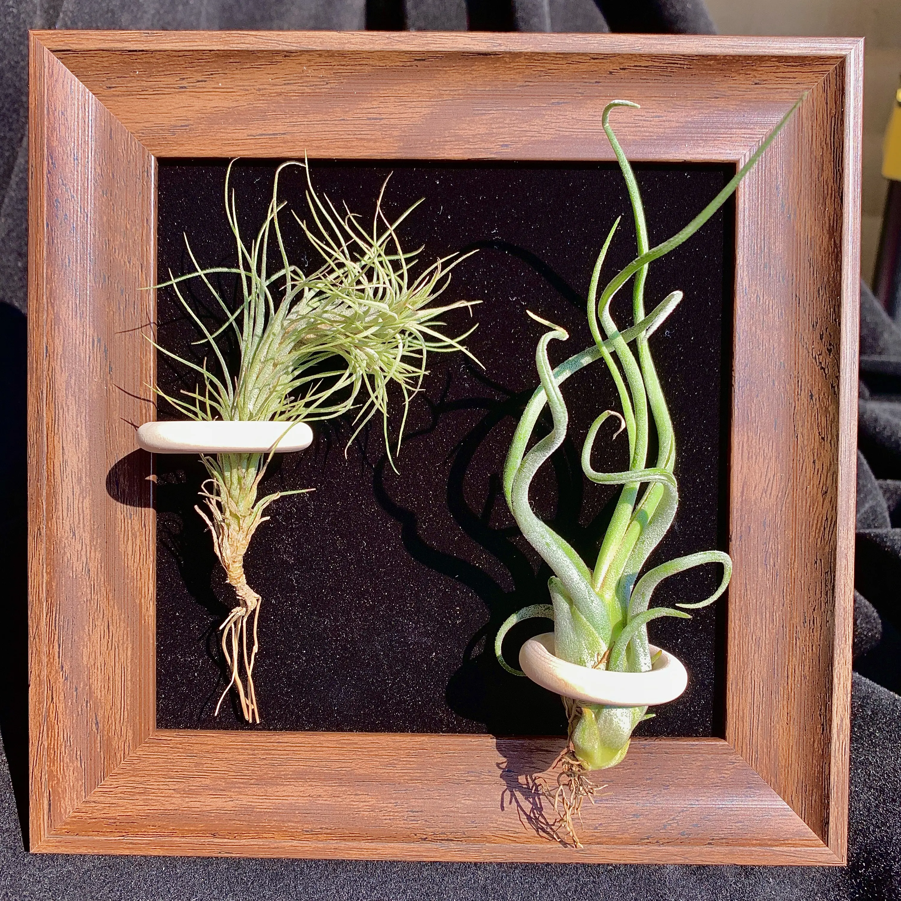Black Frame -6"Plant (Medusa+Fox Tail Grass)