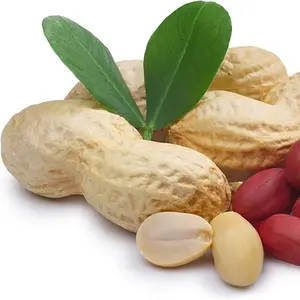 100 Peanut Seeds, Heirloom & Non-GMO Fast Growing Great Gardening Gift Outdoor Garden Planting