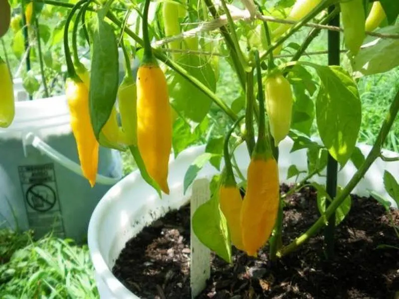 Organic Aji Lemon Drop Pepper Seeds (Capsicum baccatum) – Unique Heirloom Variety, Citrusy Flavor with Medium Heat, Ideal for Hot Sauces and Salsas – 10+ Seeds