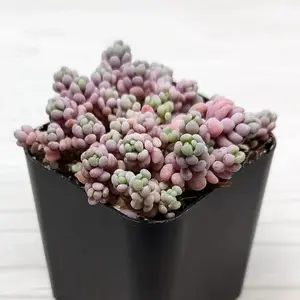 Succulent Live Plant - Sedum Dasyphyllum 'Corsican Stonecrop' - In 2" Pot