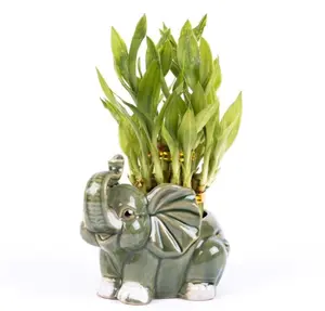 Two Tier Lucky Bamboo Elephant Arrangement For home and Office Decor with FREE Plant Food