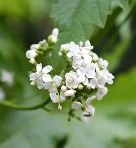 200 WHITE GLADE MALLOW Napaea Dioica Flower Seeds
