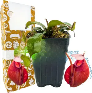 Lady Luck Carnivorous Pitcher Plant - Starter Plant for Indoor Gardens