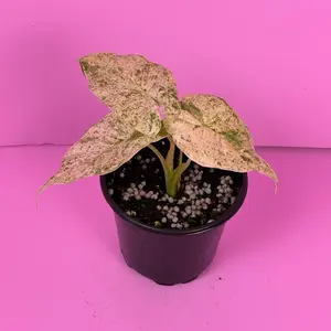 Alocasia Odora Variegated Batik 4” Rare Variegated Alocasia Live Plant with Stunning Batik-Style Leaves for Plant Lovers