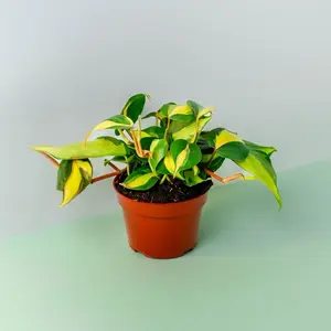 Philodendron Brasil - 4 Inch Pot