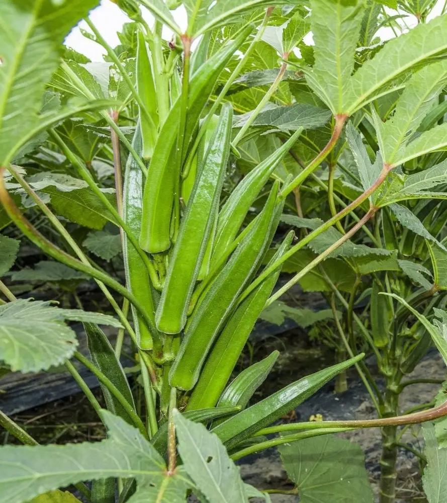 TomorrowSeeds - Clemson Spineless Okra Seeds -  Natural Non GMO USA Southern Ochro Okro Bamia Garden Asian Vegetable Seed 202 Season