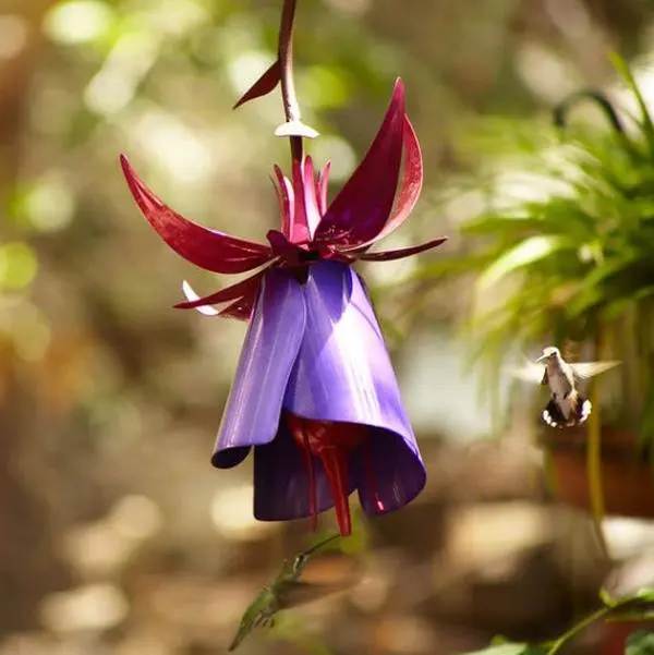 Purple Flower Bird Feeder - Metal Fuchsia Hummingbird Nectar Feeder