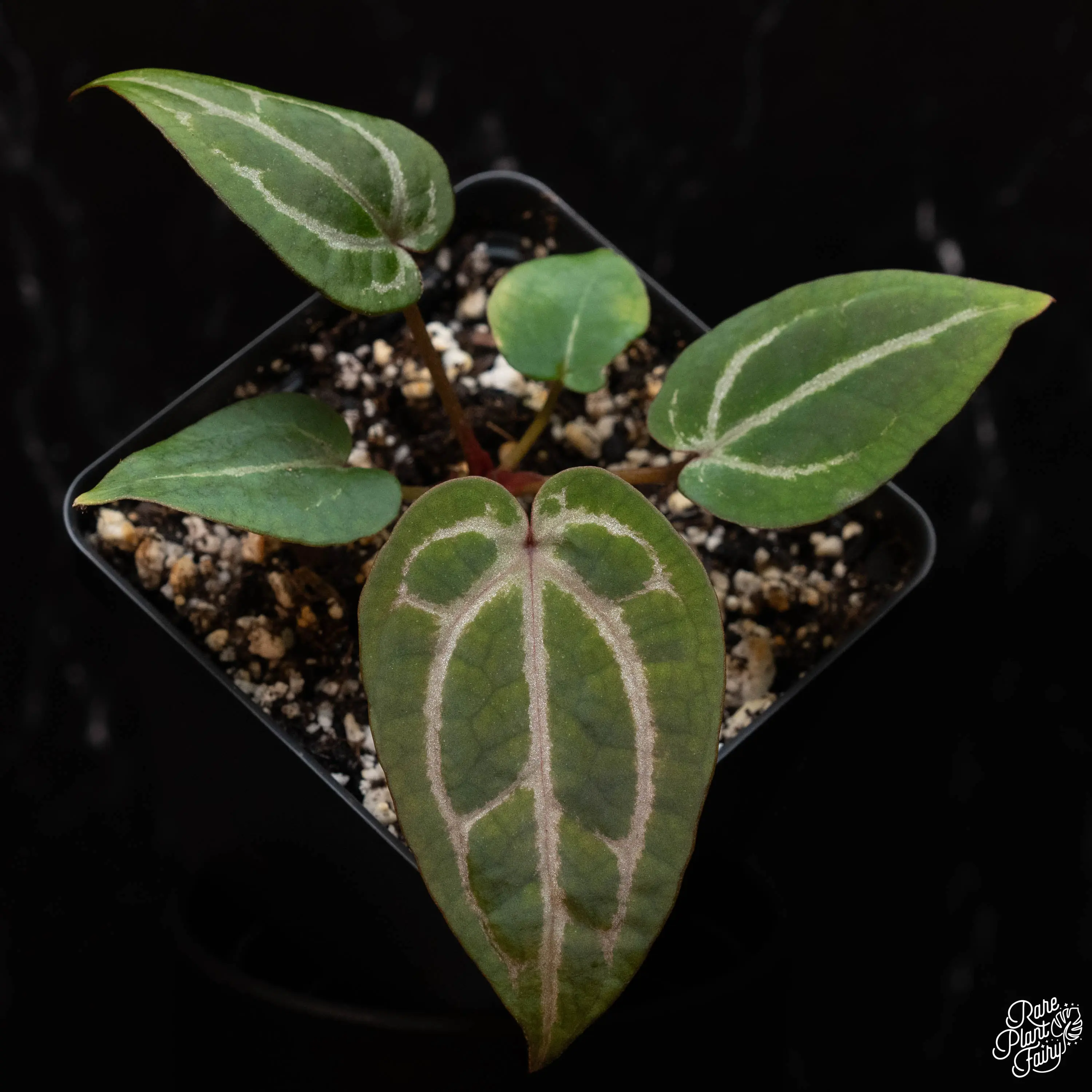 Anthurium Michelle '10' x Michelle Long '20' by DocBlock® *Grower's choice*