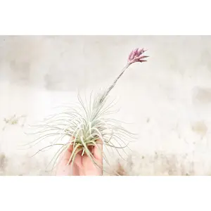Tillandsia Tectorum Ecuador Air Plants - Multiple Sizes - Collector's Variety Tillandsia [1, 3 or 5 Pack]