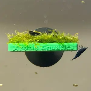 Floating Plant Ledge for Moss + Buce 3D Printed Design with Suction Cup for Shrimp Tanks + Nano Aquariums *plants not included*