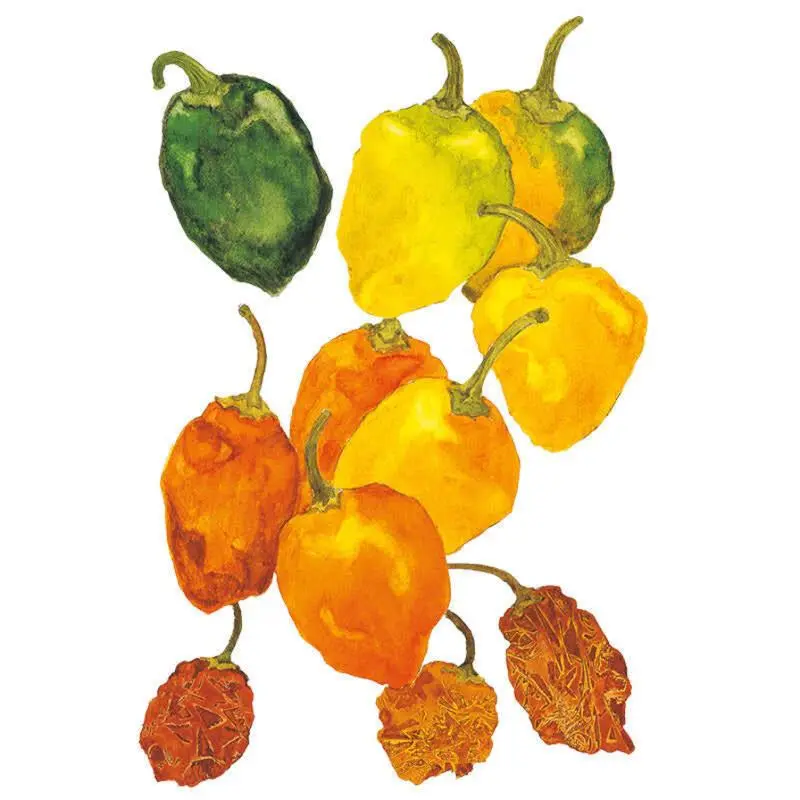Habanero Chile Pepper Seeds, Extremely Hot Home Planting Seeds for Garden Supplies, Vegetable Seeds