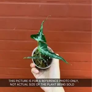 Alocasia ‘Loco' – Rare Curled Leaf Alocasia | Tissue Culture Starter Plug | Rare Tropical Aroid | TC Plantlet