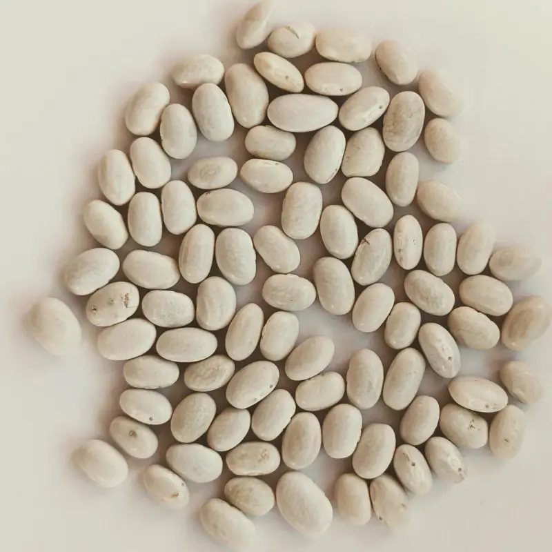 White Mountain Half Runner Bean Seeds (Phaseolus vulgaris) – Compact vines with tender, flavorful pods. Great for small gardens or containers. Heavy yields, perfect for fresh eating or preserving.