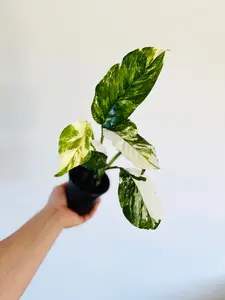 Monstera Lechleriana Albo Variegata - 4" Pot