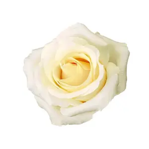 Rose Blizzard - 100 Stems