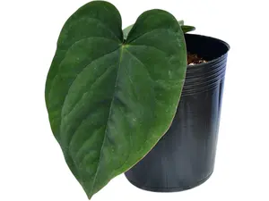 Anthurium dressleri