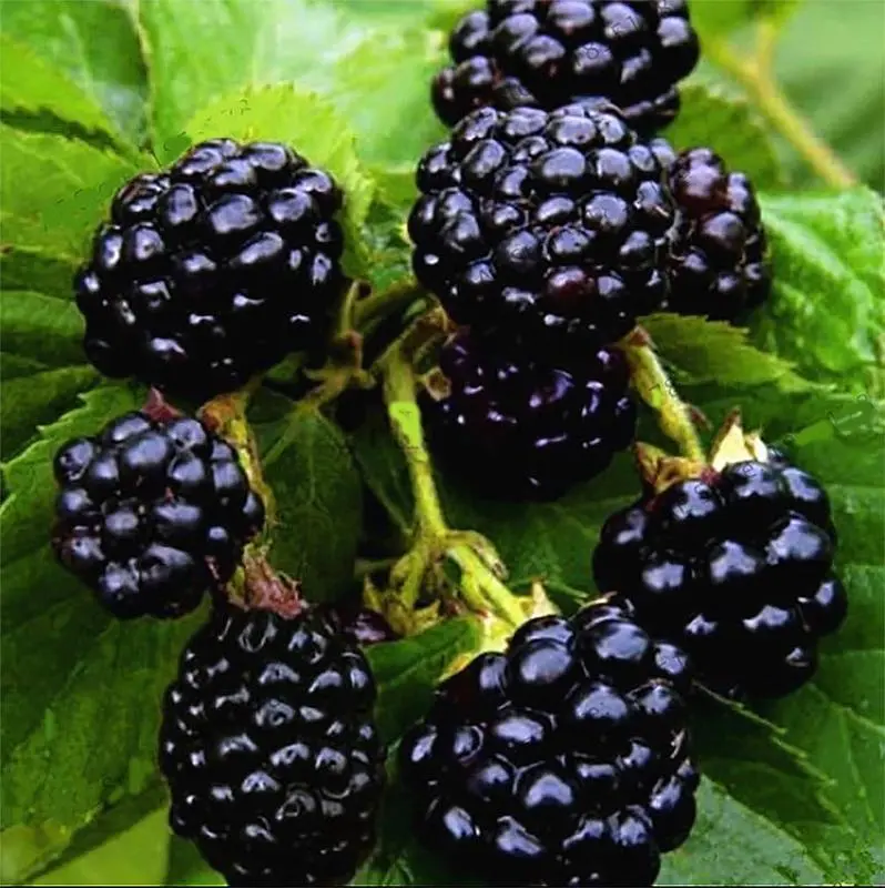 100pcs Thornless Jumbo Blackberry Home Planting Seeds - High Yielding Plants, Juicy & Sweet Berries, Easy-to-Grow, Adaptable, Hardy, Full Sun Required, All Seasons, Ideal for Family Gardens, Great for Eating or Preserving