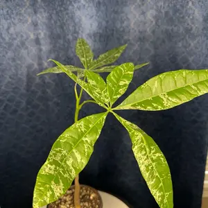 Variegated Money Tree (pachira glabra Milky Way) 4-inch pot Variegated Houseplant