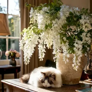 200Pcs Rare Fairy Plant Seeds Weeping Jasmine Seeds Climbing Plants Easy to Live Four Seasons Sowing Flowering Indoor Outdoor Plant Seeds Fragrant Non-GMO Garden Home Jasmine Garden Balcony Decorative