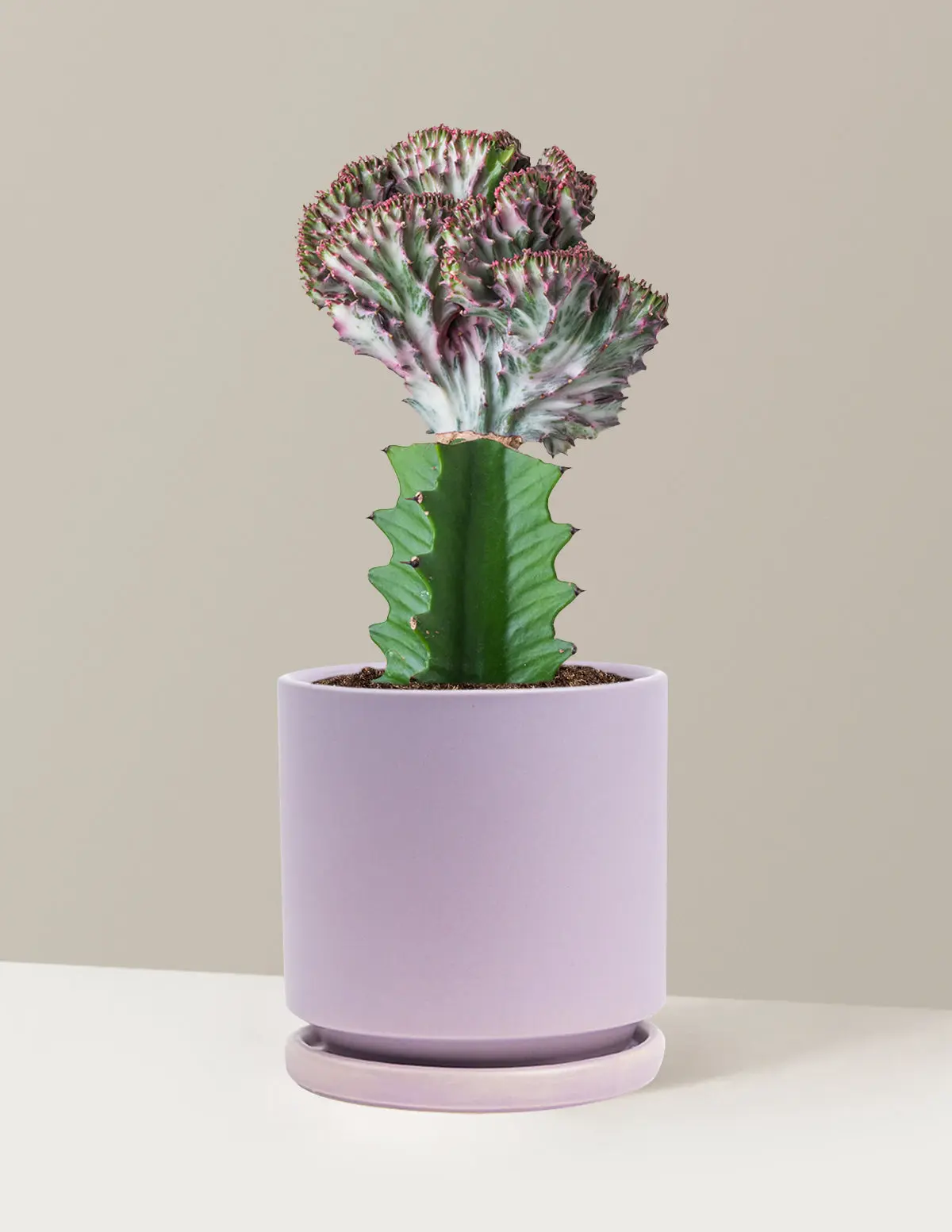 Mermaid Tail Cactus