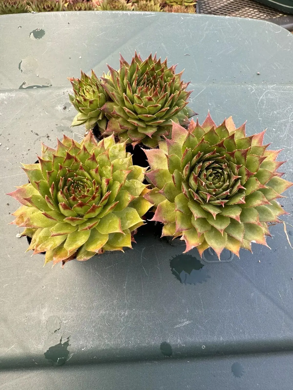 Succulents 3 pack Rooted Hen and Chick Sempervivum Indoor Outdoor