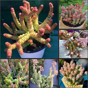 Crassula Variegated Baby's Necklace Succulent Starter Plant Rooted & Established