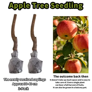 Apple Tree Seedlings for Home Garden  Beginner Friendly Fruit Tree Easy to Grow Backyard Gardening Starter Plant