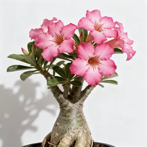 Desert Rose Live Plant Adenium Low Maintenance Indoor Houseplant & Outdoor Flowering Plant for Sunlit Spaces