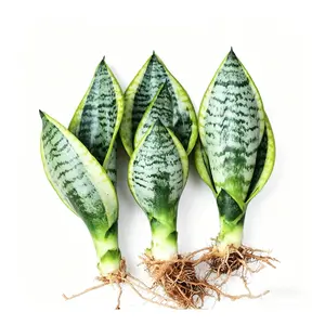 Phnom Penh tiger's tail orchid (also known as tiger pilan) is a foliage plant with beautiful leaves and a striking tiger pattern. It is an easy-to-maintain houseplant, has both air purification functions, and can adapt to low-light environments