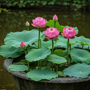 Fast-growing decorative water lotus for pond landscaping
